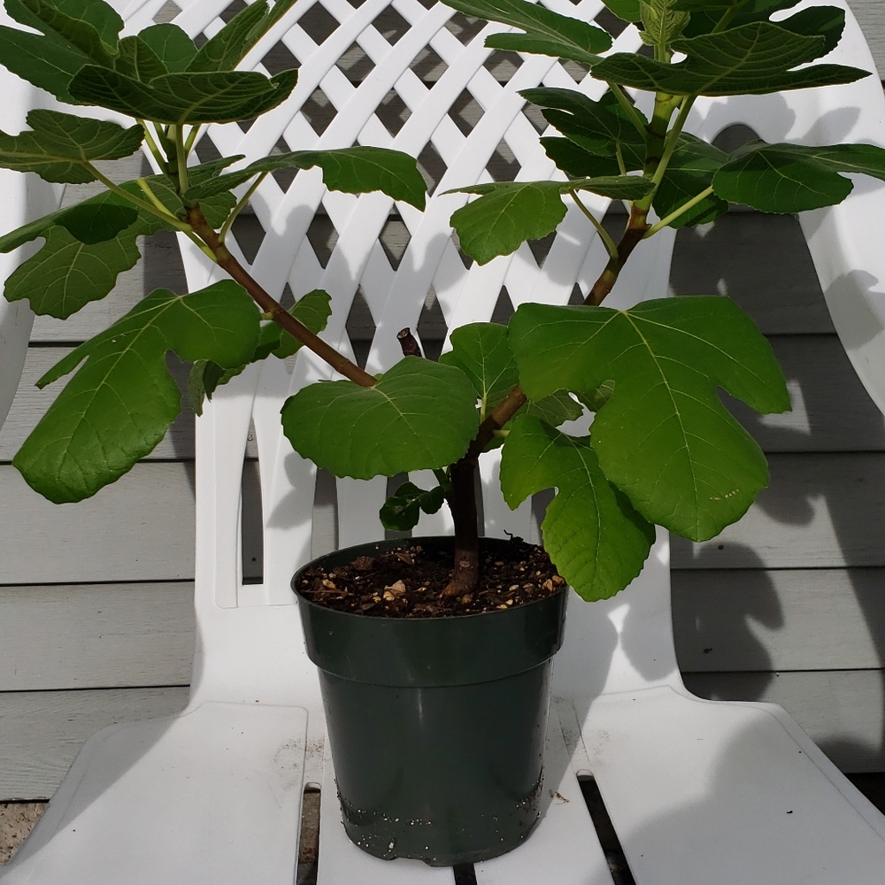 Fig Green Ishcia Cuttings- 6 Cuttings - Picture 2 of 10